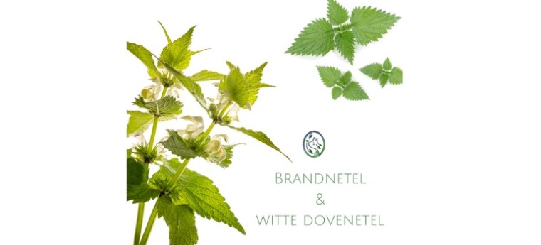 BRANDNETEL HET ONKRUID DAT JE GRAAG IN JE TUIN WILT