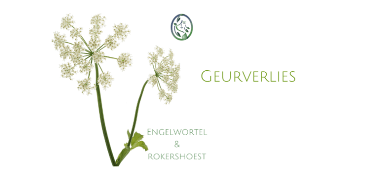 ENGELWORTEL BIJ GEURVERLIES EN ROKERSHOEST