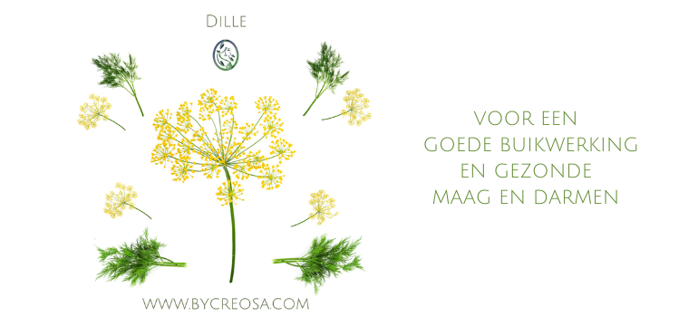 DILLE (Anethum graveolens) VOOR EEN GOEDE MAAG EN DARMWERKING